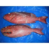 Frozen Red Snapper Fish