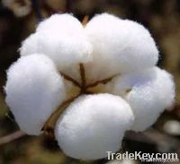 PAKISTANI RAW COTTON