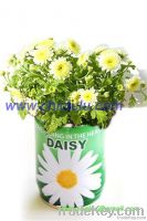Mini Flower In Tin Can Mini Flower In Tin Can