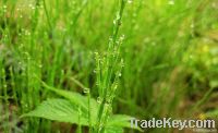 Horsetail Extract