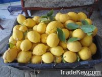 Fresh Lemons