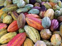 &quot;BioKoko&quot; Single-Origin Samoan Cocoa Beans