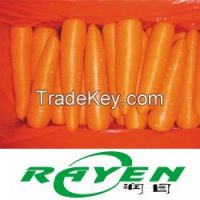 Carrot
