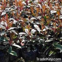 Photinia