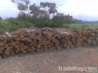 TEAK LOGS OFFER FROM ECUADOR  (Tectona grandis)