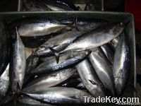 Frozen Bonito