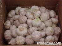 garlic