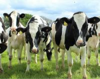 Livestock Agriculture and Animal Feeding Operation.