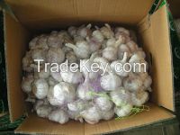 normal white garlic