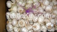 pure white garlic