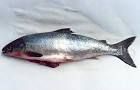 Fresh And Frozen Atlantic Salmon Fish