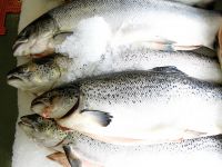 Fresh And Frozen Atlantic Salmon Fish