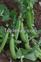 Pea Seeds