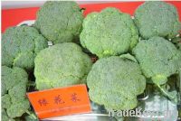 Chinese fresh green broccoli of 2012