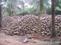 indian fresh pollachi coconut export