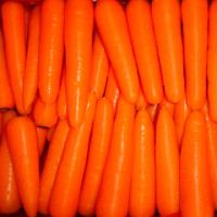 carrot