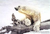 wildlife limited edition prints