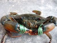 Crab Live