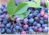 Bilberry extract