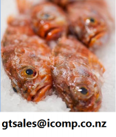 New Zealand Sea Perch, Scorpionfish, Scarpee