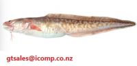 New Zealand Frozen Ling Fish Complete