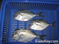 Espejo - Moonfish - Selene Peruviana