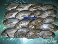 Chiri - Butterfish - Peprilus Medius