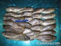 Bereche - Pacific Drum - Larimus Sp