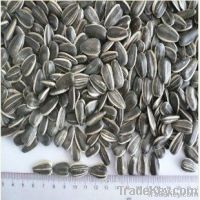 new crop spicy  sunflower seeds