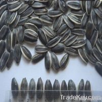 new crop  inner mongolia sunflower seeds