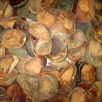 Kola Nut (dried)