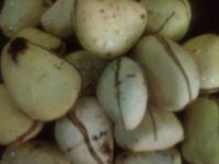 Goriya Kola Nut