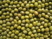 https://cn.tradekey.com/product_view/2017-New-Crop-High-Quality-Green-Mung-Beans-8828823.html
