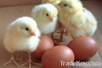 chicken eggs