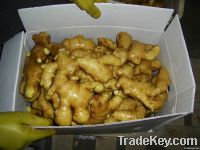 fresh ginger