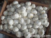 offer fresh garlic