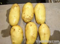 sell fresh potato