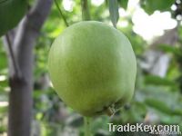 china fresh pear fruit(su pear)