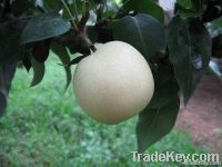 2012 chinese fresh emerald pear fruit