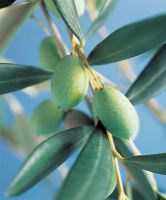 Olea Europaea L.