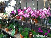 Orchids from Thailand