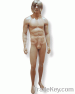 Mannequins & Forms