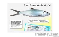 Milkfish