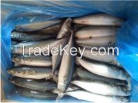 Frozen Mackerel Fish(Jack/Horse/Pacific