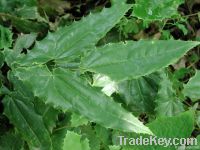 Epimedium P . E . 11