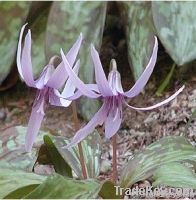 Colchicine