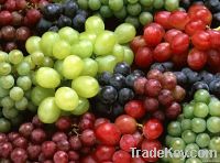 Grape seed P.E.