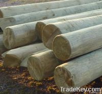 Wooden treated poles for power and telecommunication overhead lines