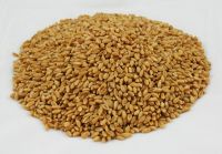 American wheat