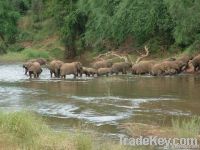 SHORT SAFARIS